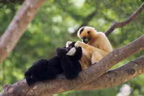 Loài vượn hiếm thứ 2 thế giới, xuất hiện bất ngờ ở Việt Nam 