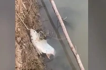 Đang đi bộ, sốc nặng thấy 'quái thú' săn mồi cực độc