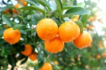 Những lợi ích tuyệt vời của quả quất chưng ngày Tết