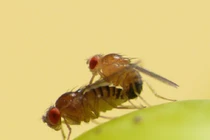 Loài động vật giao phối nhanh nhất hành tinh, chỉ 1 giây ân ái