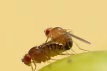 Loài động vật giao phối nhanh nhất hành tinh, chỉ 1 giây ân ái