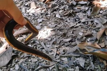 Hoang mang sinh vật nửa ếch - rắn - giun cực "dị" ở Việt Nam