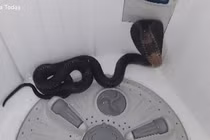 Thất kinh 'quái thú' lẩn trong máy giặt 'dọa' chủ nhà