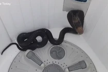 Thất kinh 'quái thú' lẩn trong máy giặt 'dọa' chủ nhà