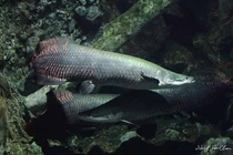  Kinh ngạc phát hiện 'thuỷ quái' dài gần 2m trong ao chùa