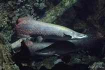  Kinh ngạc phát hiện 'thuỷ quái' dài gần 2m trong ao chùa