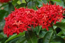 4 loại cây thịnh vượng cùng nở hoa, gia đình giàu khó đỡ