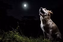 Loài chó thực sự nhìn thấy những thứ 'siêu nhiên'?