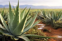 Top 5 loại cây quen thuộc vừa đẹp nhà vừa tốt phong thuỷ