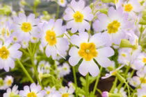 Loài hoa quý hiếm tái xuất sau hơn 100 năm tuyệt chủng