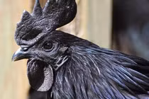 Ngắm gà mặt quỷ giá 100 triệu gây sốt ở Việt Nam