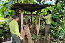 Hai cá thể khỉ lạc vào nhà dân ở Kon Tum: Loài cực hiếm