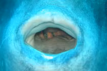 Động vật đẻ nhiều nhất hành tinh nhưng vẫn là loài quý hiếm