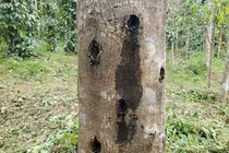 Gỗ quý ở Việt Nam: 'Kim cương rừng' hiếm có khó tìm