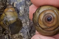 Sinh vật bí ẩn có nguồn gốc từ châu Á khiến Mỹ cảnh báo khẩn 