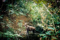 Lần theo dấu vết của loài thú bí ẩn nhất thế giới