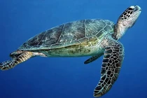 Rùa xanh được thả về biển Lý Sơn: Loài trong Sách Đỏ thế giới