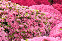 Cây cảnh hút tài lộc, đuổi vận đen, càng già càng có giá