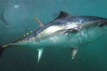 Ngư dân đụng trúng 'quái ngư' dài 3m khi câu cá trên biển