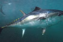 Ngư dân đụng trúng 'quái ngư' dài 3m khi câu cá trên biển