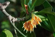 Loài cây kỳ lạ ở Việt Nam có thể nuôi con như động vật