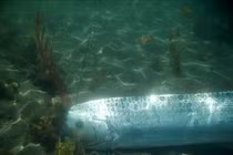 Người dân bắt được 'thuỷ quái' dự báo động đất trên biển