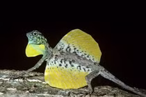 Kỳ lạ loài 'rồng bay' tí hon có tài ngụy trang điêu luyện