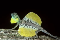 Kỳ lạ loài 'rồng bay' tí hon có tài ngụy trang điêu luyện