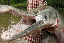 Xôn xao 'quái ngư' xuất hiện ở hồ nhân tạo