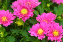 Người sinh ngày Âm này, kiếm tiền siêu đỉnh, tháng Chạp giàu lên trông thấy