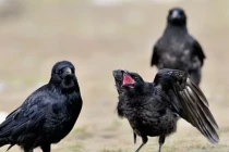 Phát sợ loài quạ nhận diện được kẻ thù suốt 17 năm