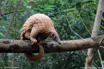 Người dân tự nguyện giao nộp tê tê quý hiếm ở Huế