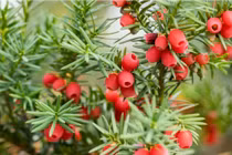 5 cây cảnh ngàn vàng không đổi, trồng trong nhà phúc khí 3 đời