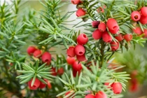 5 cây cảnh ngàn vàng không đổi, trồng trong nhà phúc khí 3 đời