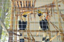 Loài chim quý hiếm nổi tiếng với cách 'tán gái' ân cần lịm tim