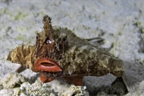 Độc lạ loài cá thở trên cạn, thích đi bộ, nhảy rất xa