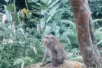  Khỉ vàng được bàn giao ở Thanh Hoá quý hiếm cỡ nào?