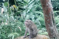  Khỉ vàng được bàn giao ở Thanh Hoá quý hiếm cỡ nào?