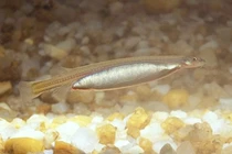 Rùng mình loài cá 'ma cà rồng' khét tiếng sông Amazon