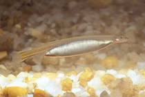 Rùng mình loài cá 'ma cà rồng' khét tiếng sông Amazon