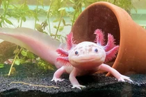 Giật mình loài "thủy quái" mọc lại hoàn hảo các bộ phận bị mất 