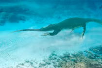 Thủy quái dài 7m hiện nguyên hình sau nửa thế kỷ tuyệt tích