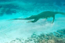 Thủy quái dài 7m hiện nguyên hình sau nửa thế kỷ tuyệt tích