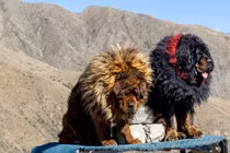 Loài chó đắt bậc nhất hành tinh, được mệnh danh 'chúa tể thảo nguyên'