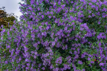 Cây cảnh nở hoa quanh năm, mang bình yên, cát tường vào nhà