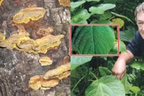 Phát hoảng với loài cây gây đau đớn, chạm vào như bị sét đánh