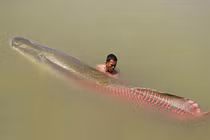 Cận cảnh loài cá được mệnh danh là 'chúa tể sông Amazon'