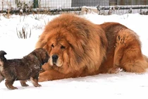 Giống chó quý tộc siêu đắt đỏ, giới nhà giàu lùng sục tìm mua