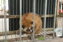 Cá thể cu li nhỏ được tìm thấy ở Huế: Loài quý hơn vàng