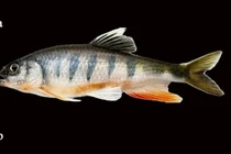 Vẻ ngoài độc đáo của loài cá mới được phát hiện ở Trung Quốc